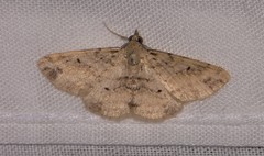 Scioglyptis lithenopa