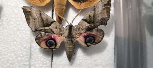 Oriental Eyed Hawkmoth