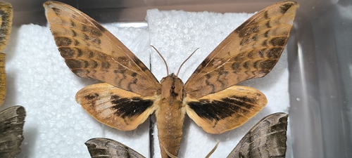 Clanis undulosa