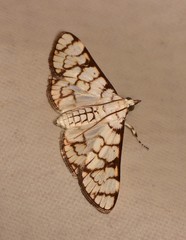 Aphytoceros lucusalis