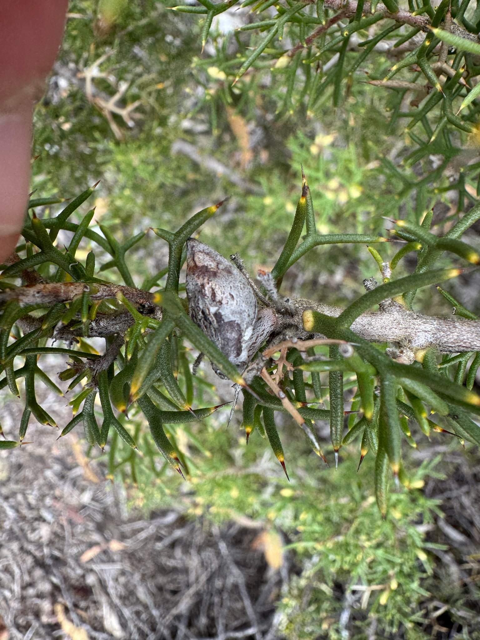 Honey Bush (Hakea lissocarpha)