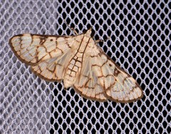 Aphytoceros lucusalis