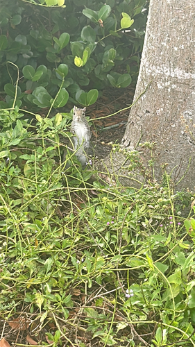Eastern Gray Squirrel