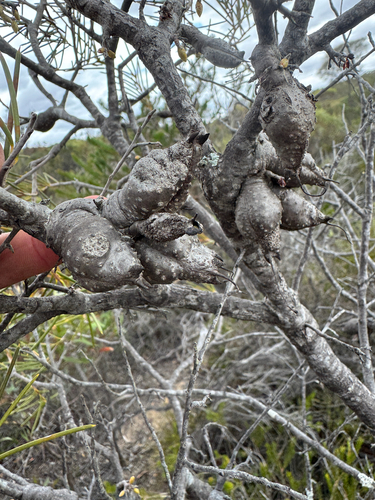 Hakea verrucosa