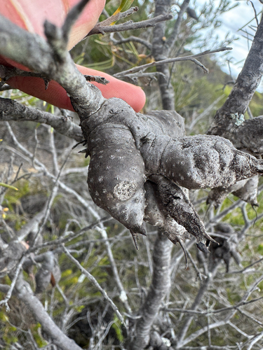 Hakea verrucosa, photograph 3