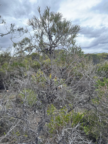 Hakea verrucosa, photograph 6