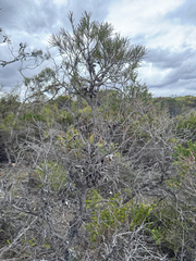 Hakea verrucosa, photograph (c) Tyler Anthony, some rights reserved (CC BY)