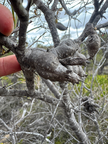 Hakea verrucosa, photograph 2
