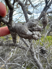 (c) Tyler Anthony, some rights reserved (CC BY) Hakea verrucosa, photograph (c) Tyler Anthony, some rights reserved (CC BY)