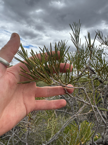 Hakea verrucosa, photograph 4
