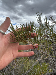 (c) Tyler Anthony, some rights reserved (CC BY) Hakea verrucosa, photograph (c) Tyler Anthony, some rights reserved (CC BY)
