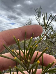 (c) Tyler Anthony, some rights reserved (CC BY) Hakea verrucosa, photograph (c) Tyler Anthony, some rights reserved (CC BY)