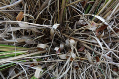 Chionochloa rigida rigida