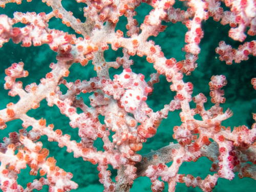Pygmy Seahorse — seen at this dive site