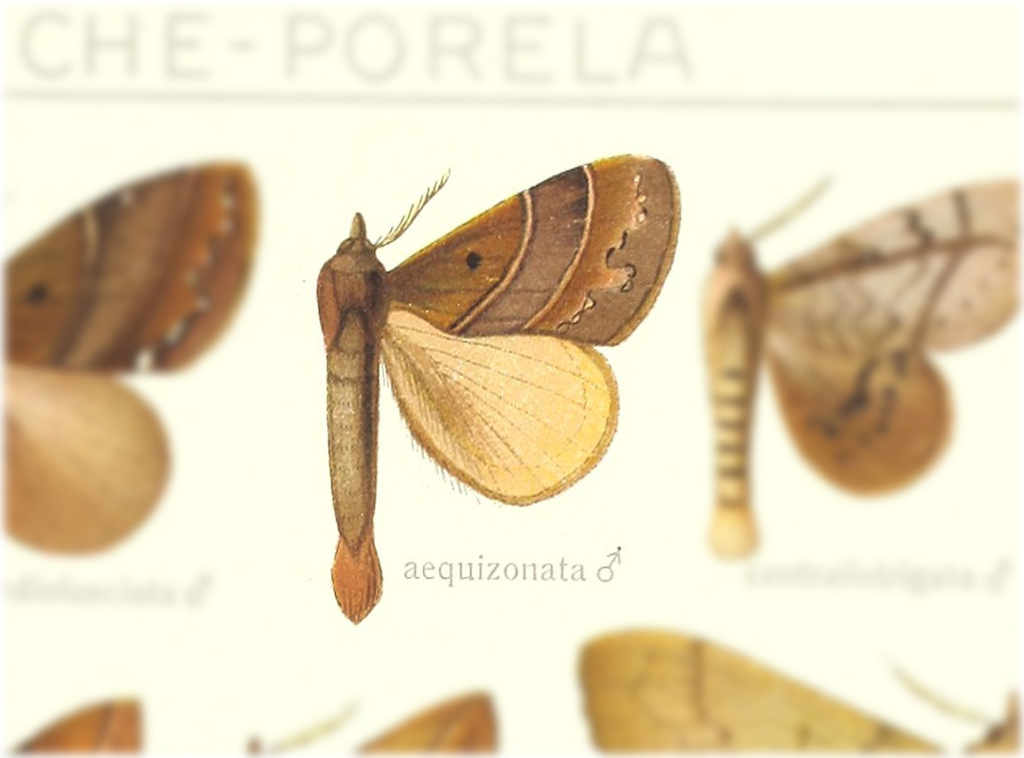 Lajonquierea aequizonata
