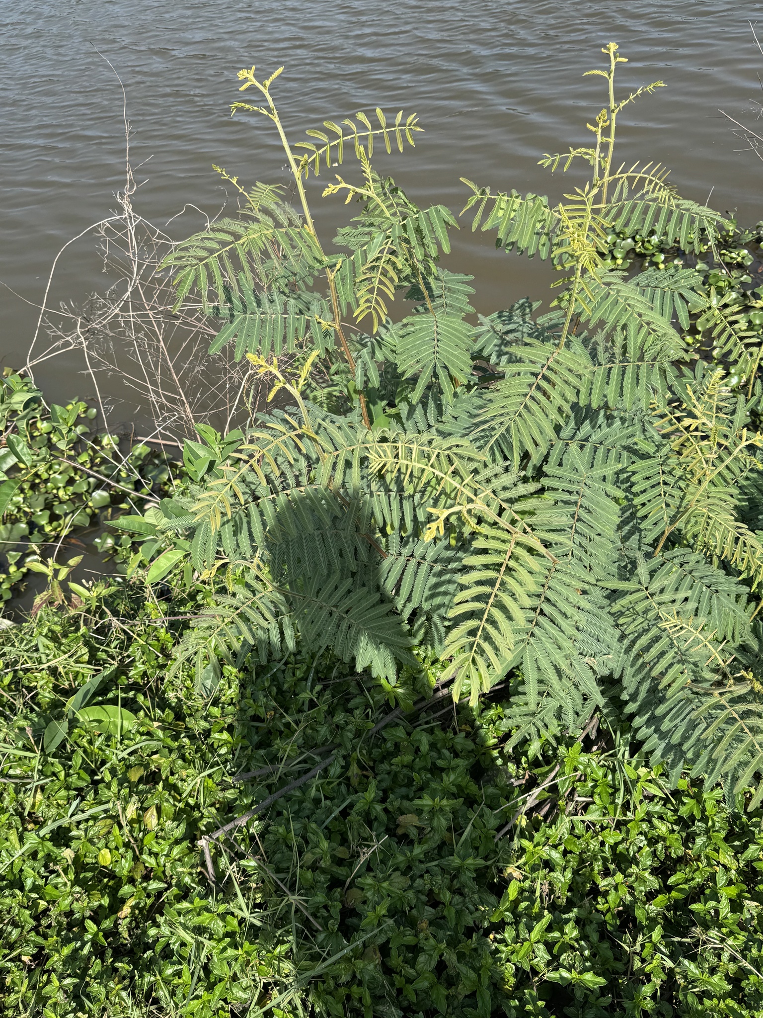 Mai dương (Mimosa pigra)
