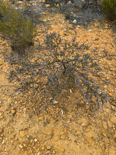 Acacia sulcata, 2026-01-26