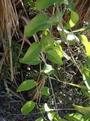 Smilax coriacea