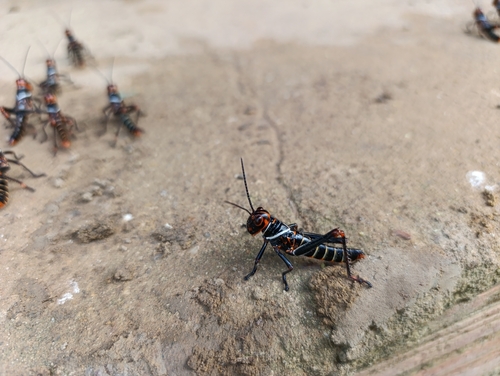 Violet-winged Grasshopper