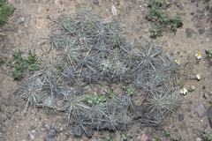 Grusonia kunzei