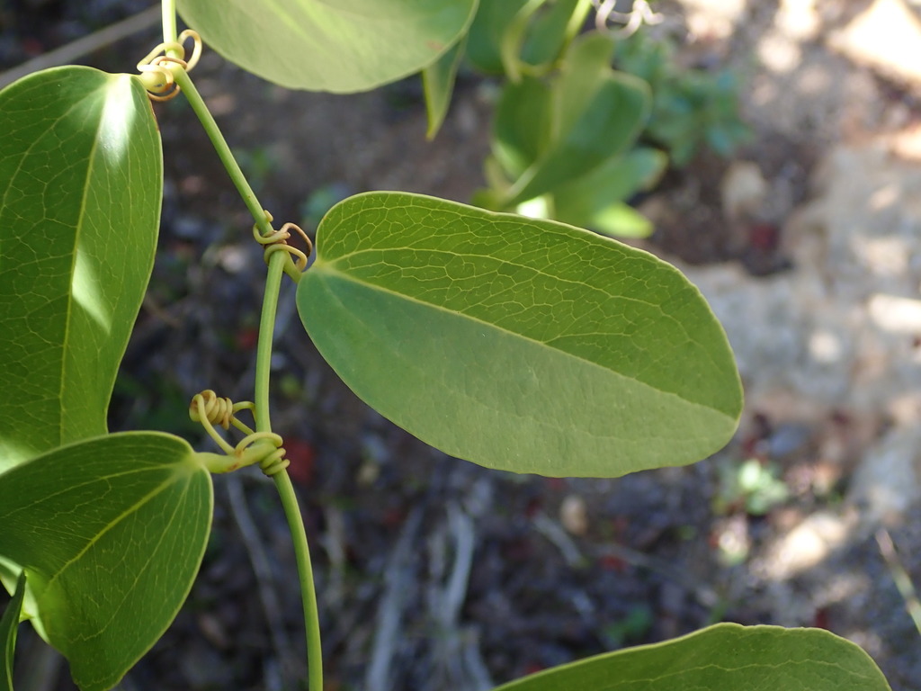 Everglades greenbrier (Smilax coriacea)