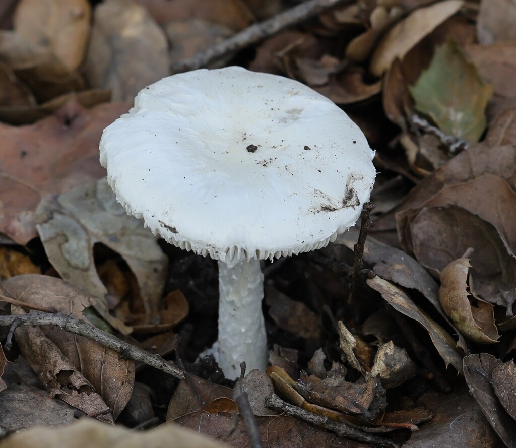 Amanita ocreata · January 2026 · photo: © nmoorhatch (iNaturalist, cc-by)