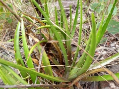 Dyckia