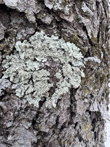 common greenshield lichen