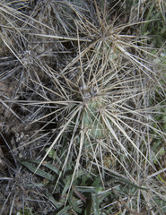 Grusonia kunzei