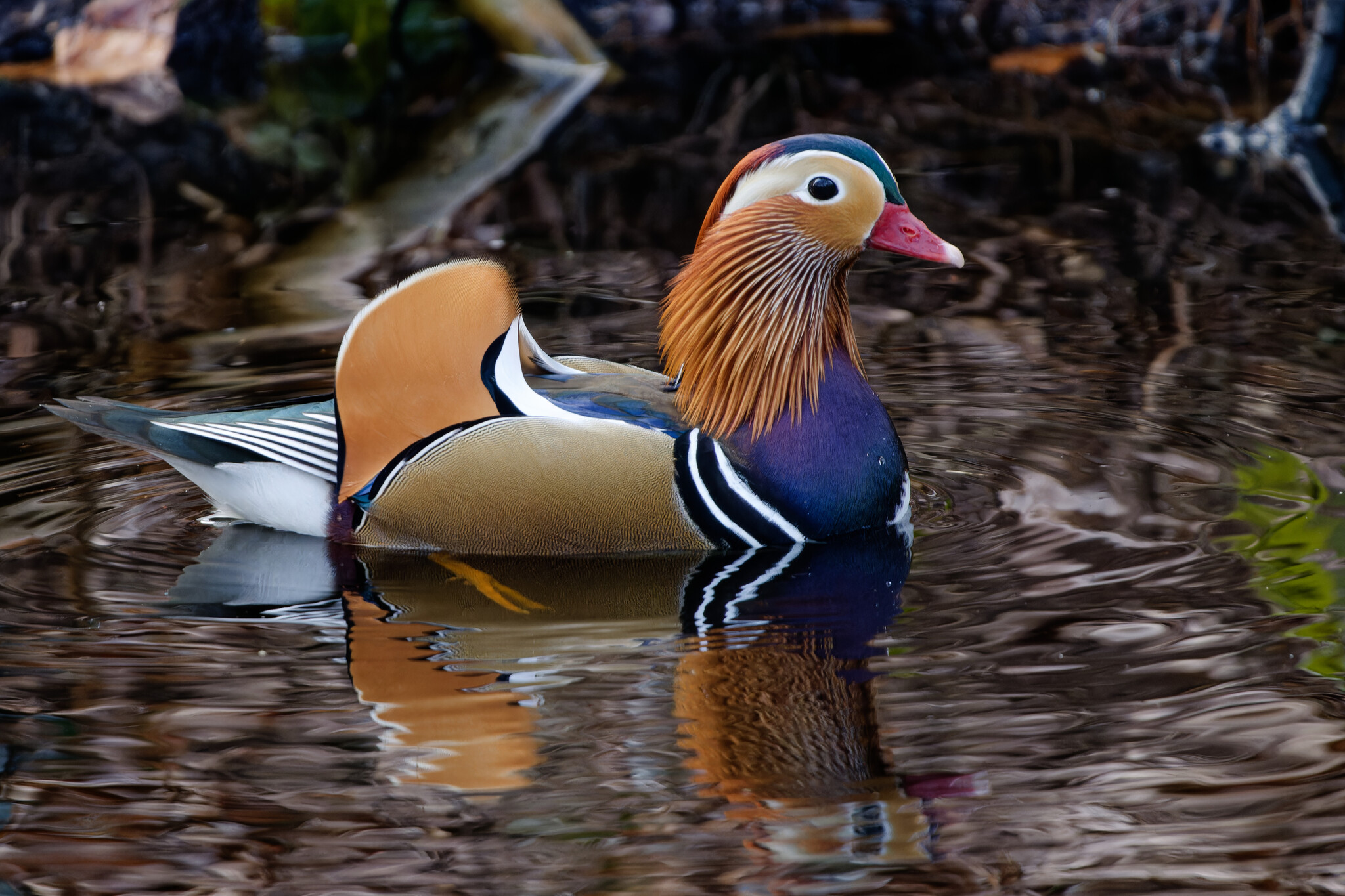 Aix galericulata (Linnaeus, 1758)