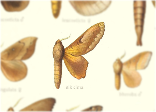 Gastropacha sikkima