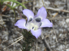 Roella ciliata