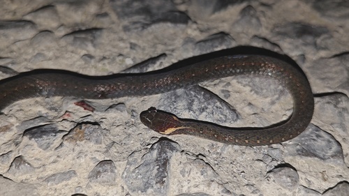 Kuatun Keelback