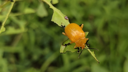 Podontia lutea
