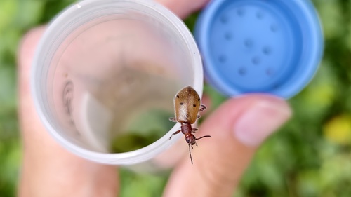Cerogria quadrimaculata