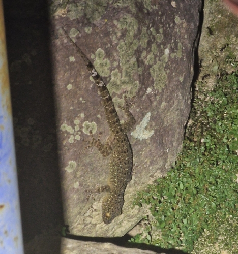 Gekko monarchus