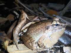 Limnonectes macrodon