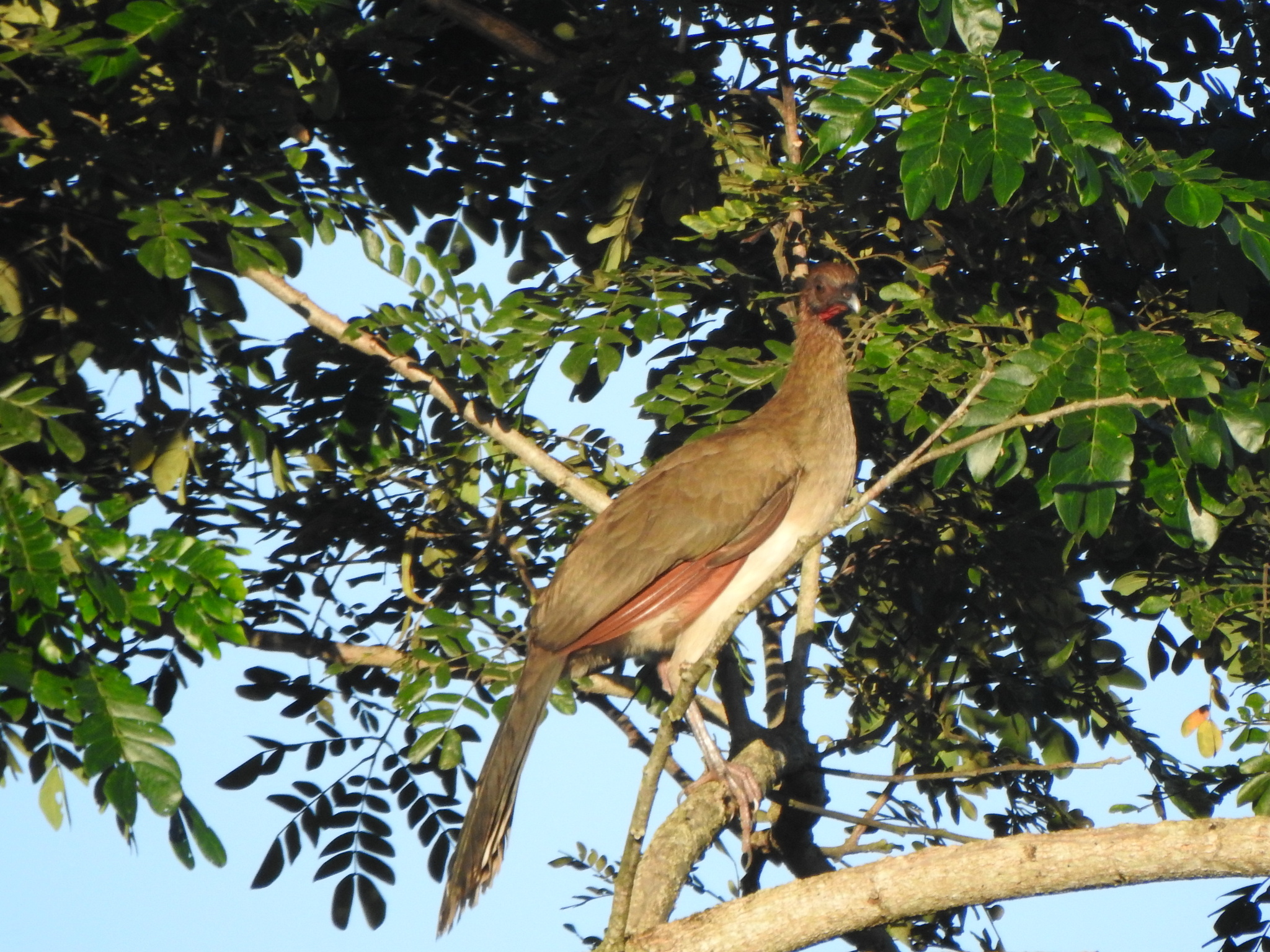 Chestnut-winged Chachalaca (Ortalis garrula), photo 6