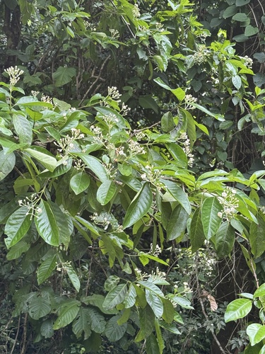 Byrsonima crassifolia - Whole tree