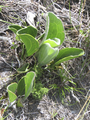 Mairia coriacea