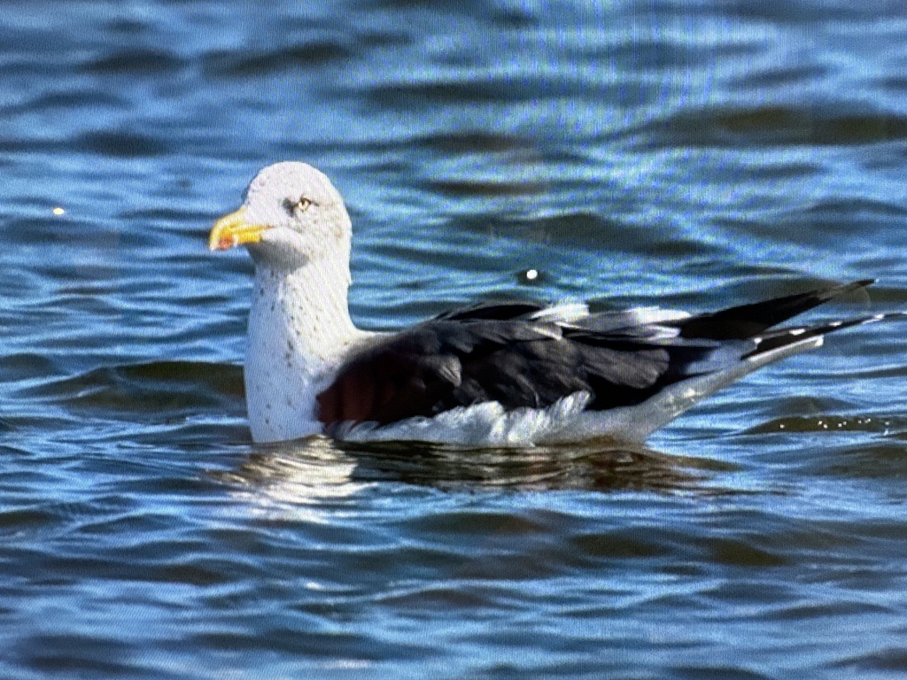 Gull Jan Rind Lesser Black-backed Gull from Port Canaveral, Cape Canaveral, FL, US on ...