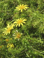 Cullumia setosa setosa