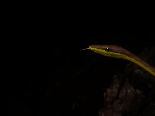 Brown Vinesnake