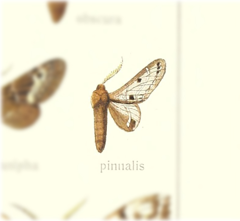 Genduara pinnalis