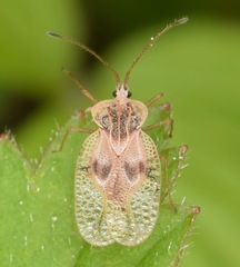 Gargaphia tiliae