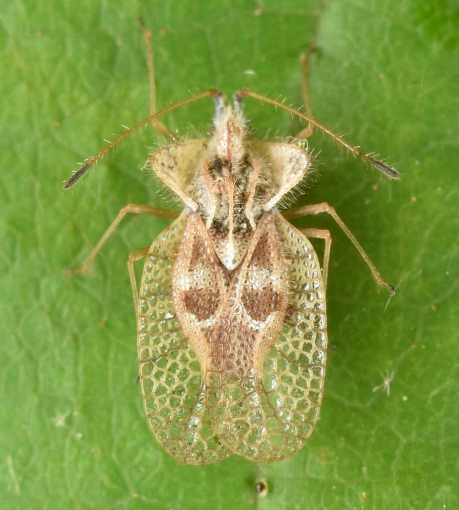 Eggplant lace bug