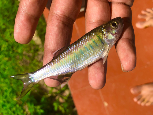 Malabar baril (Barilius gatensis) — Cyprinidae — 2