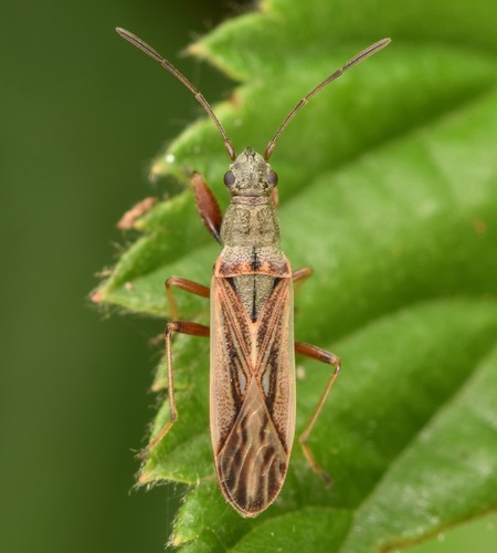 Paromius longulus photo 3