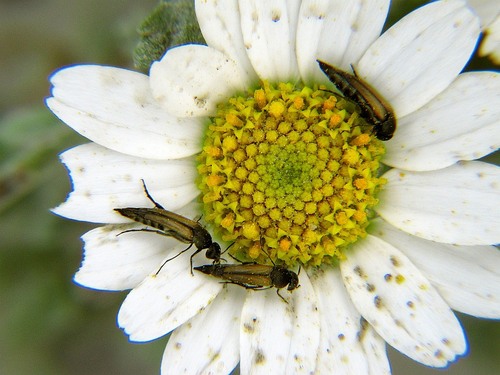 Stenalia observed 2012-06-03