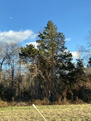 Juniperus virginiana virginiana